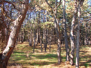 A charming natural picture of a young pine forest illuminated by the rays of the warm autumn sun on the island of Khortytsia.