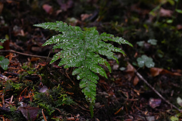 Ukraine, Carpathians. Green fern plant after rain among moss and fallen leaves in deep autumn forest.