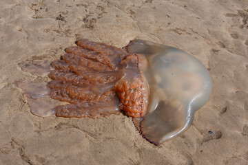 Barrel jellyfish (Rhizostoma pulmo) washed up on Carreg Wen beach, Porthmadog, Gwynedd, North Wales