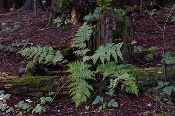 Ukraine, Carpathians. Deep forest, fern leaves, moss, tree stump. Wild nature details, dark woodland.