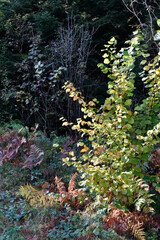 Ukraine, Carpathians. Deep forest, autumn landscape. Foliage shines in the sun, colorful fern, fall leaves, wild nature, dark trees, woodland.