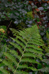 Ukraine, Carpathian forest. Green fern, autumn nature, colorful foliage.