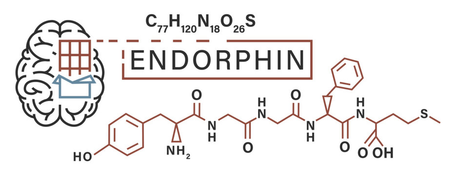 Endorphin poster in a outline style. Happy hormone.