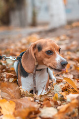 Beagle dog in park chewing on a stick - autumn portrait
