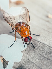 Close-Up of a Housefly on a Surface
