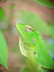 Vibrant Green Lizard Among Foliage