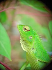 Vibrant Green Lizard Among Foliage