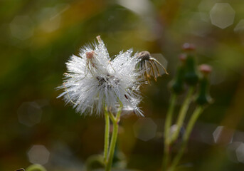 ベニバナボロギク