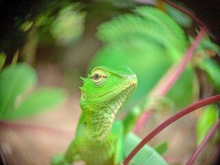 Vibrant Green Lizard Among Foliage