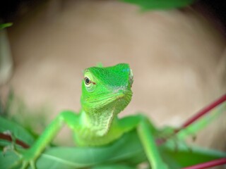 Vibrant Green Lizard Among Foliage