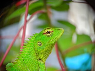 Vibrant Green Lizard Among Foliage