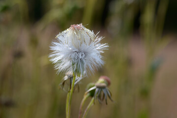 ベニバナボロギク