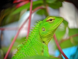 Vibrant Green Lizard Among Foliage