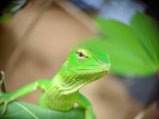Vibrant Green Lizard Among Foliage