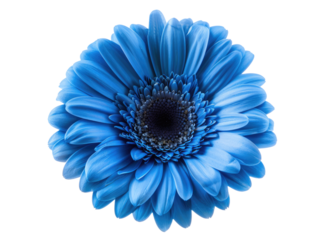blue flower isolated on white or transparent png