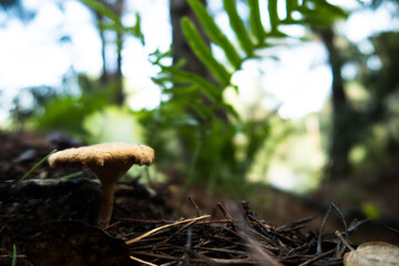 Seta en el bosque con pinaza por el suelo