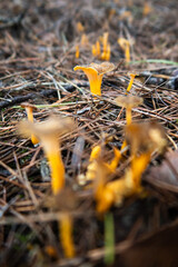 Setas cantharellus en el bosque con pinaza