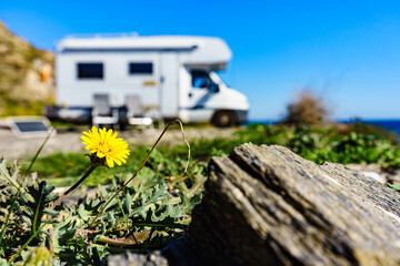 Yellow spring flower and caravan camping
