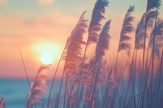 Schilfrohr bei Sonnenuntergang in Pastellfarben
