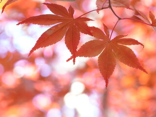 秋の平岡樹芸センターノムラモミジ