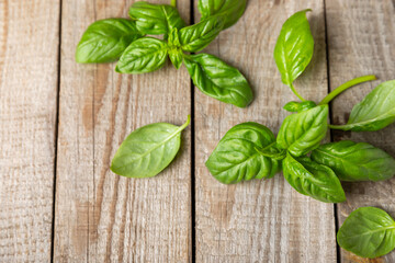 Green basil leaves on a textured wooden background. Kitchen herbs, spices. Fresh green organic...
