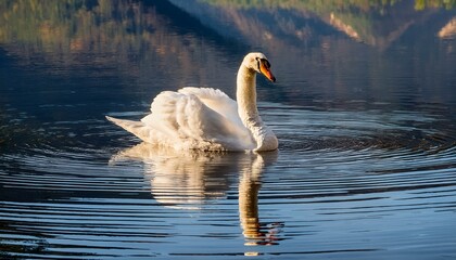 Swan Reflections. A swan