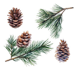 christmas tree branches with cones