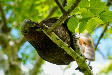 A Kaka bird using it's beak and talons to hold onto a branch close up