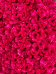 Vertical details shot of fresh red Cockscomb (Celosia cristata) flower, beautiful garden plant background