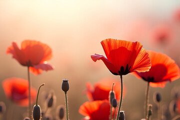 Obraz premium natural background with red poppies