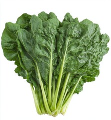 Fresh Bunch of Green Swiss Chard Leaves
