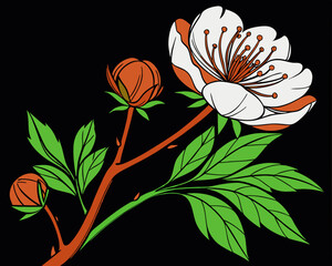 Pink Peony Flower on Black Background