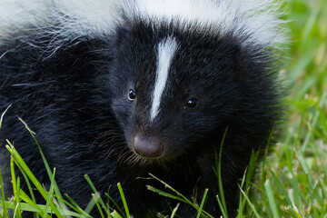 Young striped skunk (Mephitis mephitis). The striped skunk is one of the most recognizable of North America's animals.