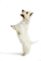 West Highland white terrier