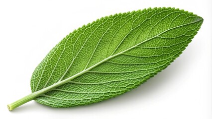 Obraz premium fresh green sage leaf isolated on transparent background. generative ai 