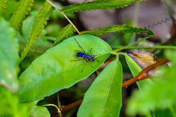 Liris sits on a green leaf