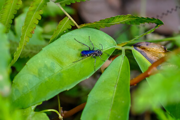 Liris sits on a green leaf
