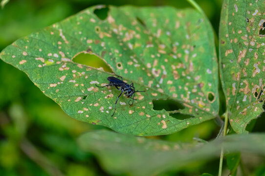 Liris sits on a green leaf