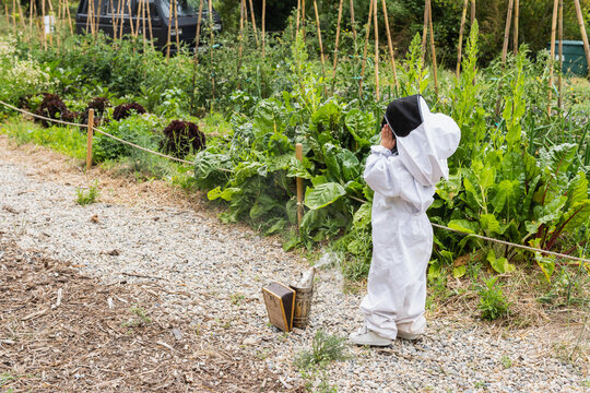 Young beekeeper adjusting protective suit while using a smoker in a vegetable garden, learning about beekeeping and agriculture