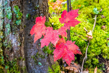 A view of maple leaves turning red in the forest above Corner Brook in Newfoundland, Canada in the fall