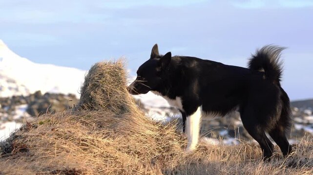Beautiful Border Collie and Icelandic sheppard mix smelling the grass and having a pee in sunset light out in the beautiful icelandic nature.