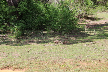 Yala Nationalpark