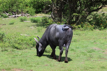 Yala Nationalpark