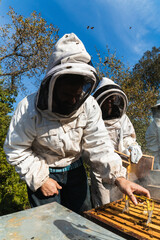 Beekeepers working with beehive frame in apiary on sunny day, performing beekeeping tasks and wearing protective suits