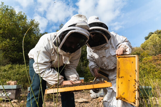 Two beekeepers in protective gear examine honeycomb frames in an apiary to assess bee colony health and honey production - Powered by Adobe