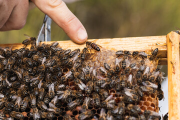 Beekeeper identifying queen bee among worker bees on honeycomb frame in apiary