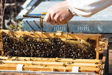 Beekeeper using metal lifter to extract honeycomb frame from beehive in apiary