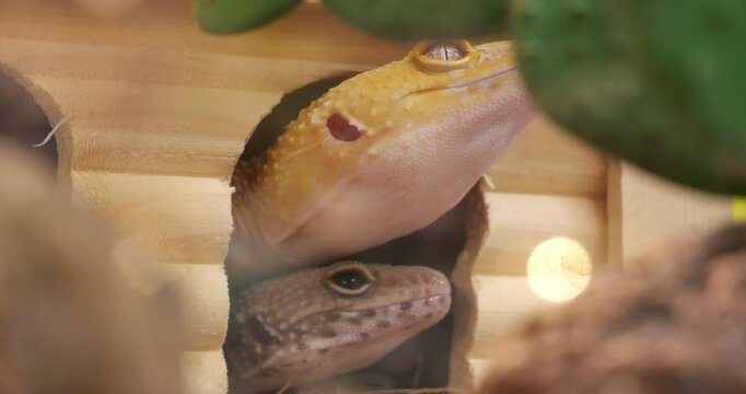 Two geckos relaxing inside wooden enclosure, showcasing their calm behavior and unique natural patterns in a controlled environment