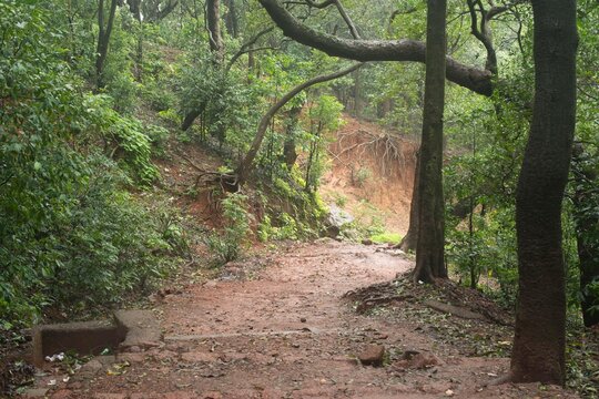 Dense Forest, Matheran Hill Station, Raigad, Maharashtra, India, Asia