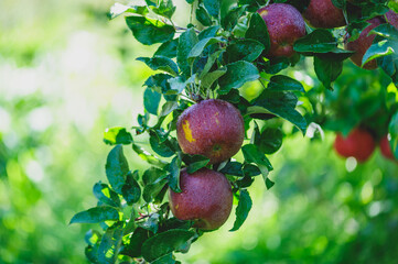 Red apples grow on tree in morning sunshine